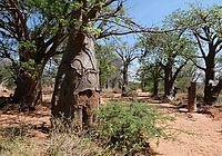 Baobab Wälder